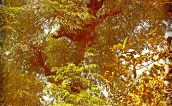 Hindi Poem on Tree Life